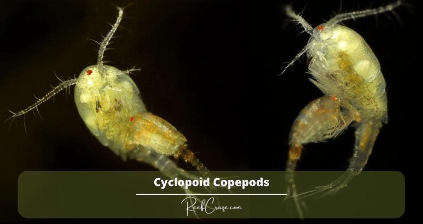 What Do You Feed Copepods In A Refugium? 3