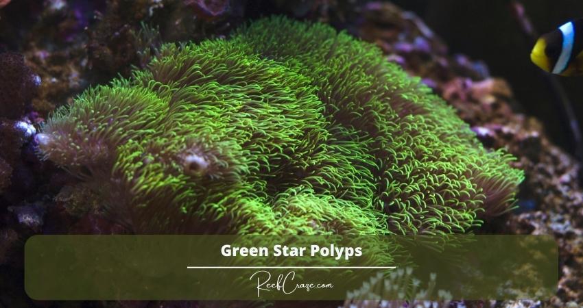 Green Star Polyps