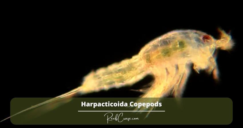 Harpacticoida-Copepods