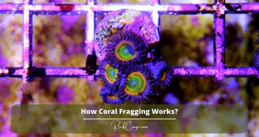 How To Frag Coral? [Step by Step Guide] 1