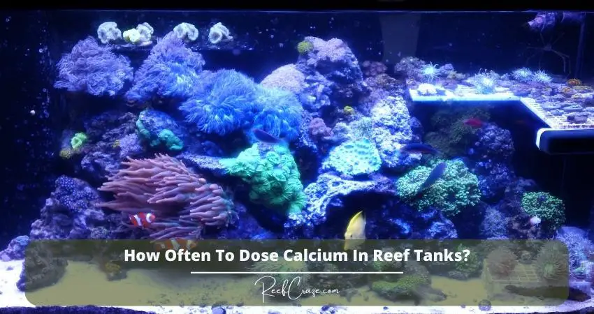 How Often To Dose Calcium In Reef Tanks?