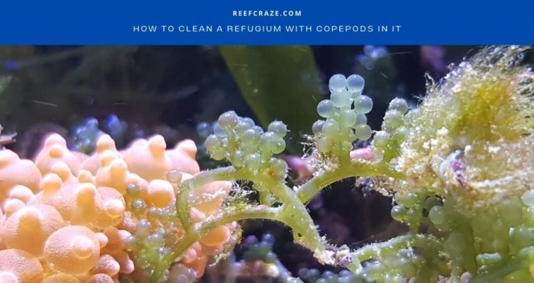 How To Clean A Refugium With Copepods In It