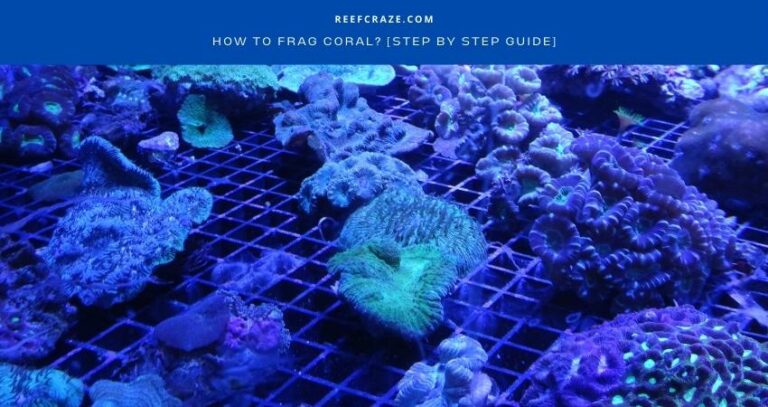 How To Frag Coral