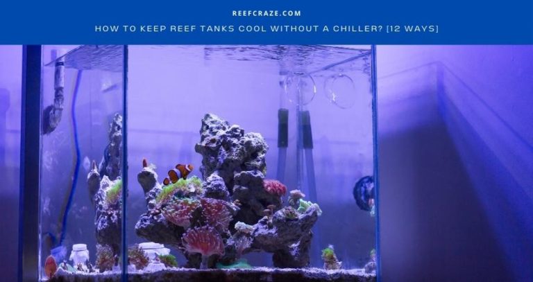 How To Keep Reef Tanks Cool Without A Chiller? [12 Ways]