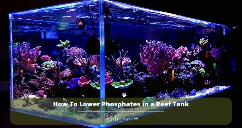 How To Lower Phosphates in a Reef Tank 1