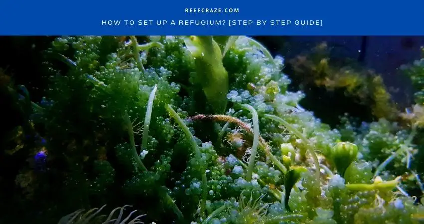 How To Set Up A Refugium