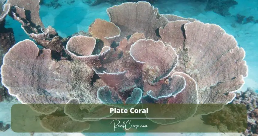 Plate Coral