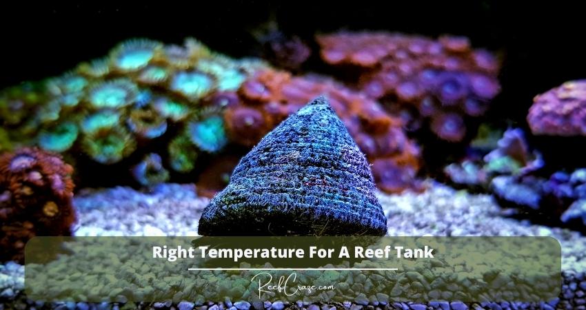 Right Temperature For A Reef Tank: Complete Guide 1