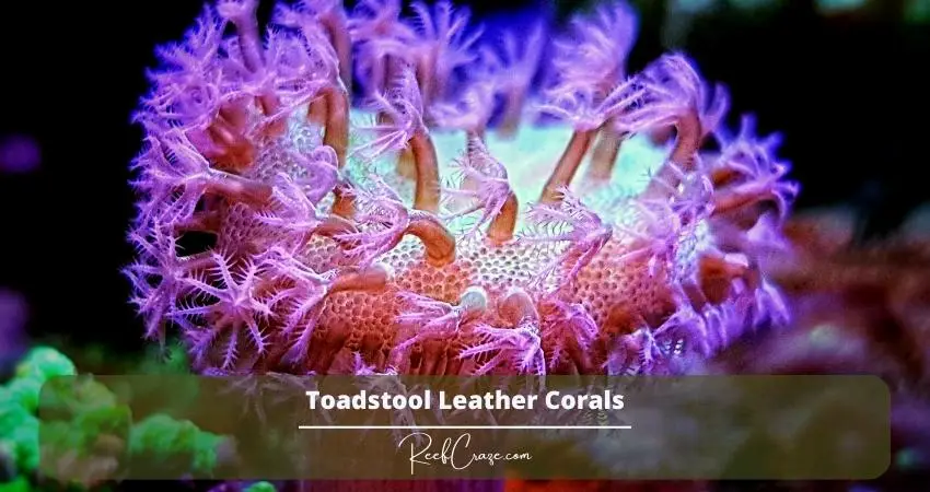 Toadstool Leather Corals