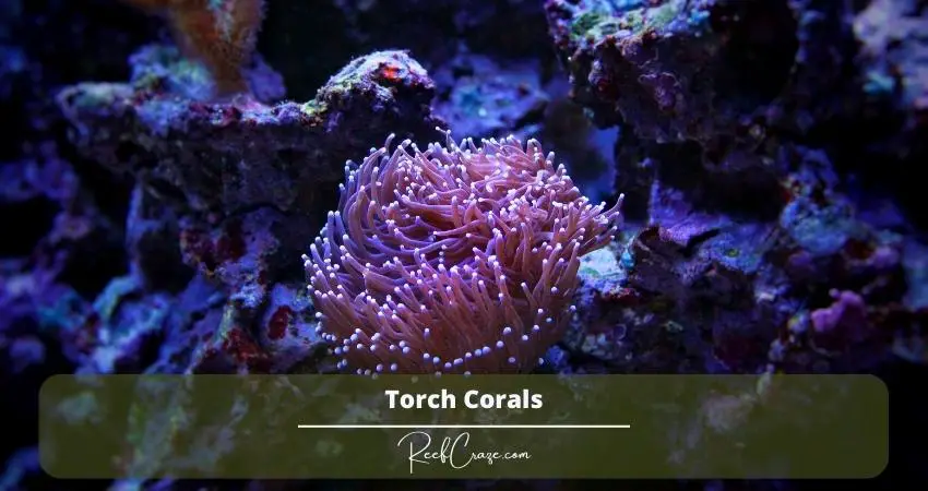 Torch Corals