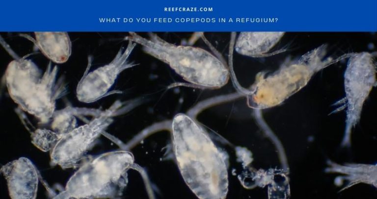 What Do You Feed Copepods In A Refugium?