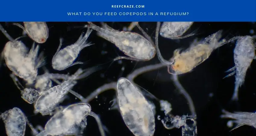 What Do You Feed Copepods In A Refugium? - Reef Craze