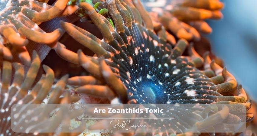 Are Zoanthids Toxic