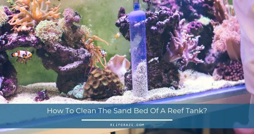 cleaning the sand bed of a saltwater reef tank