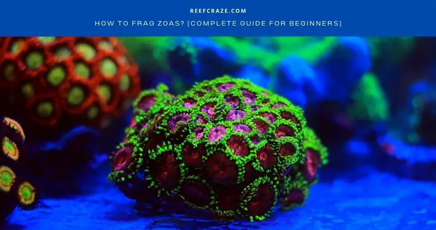 How To Frag Zoas