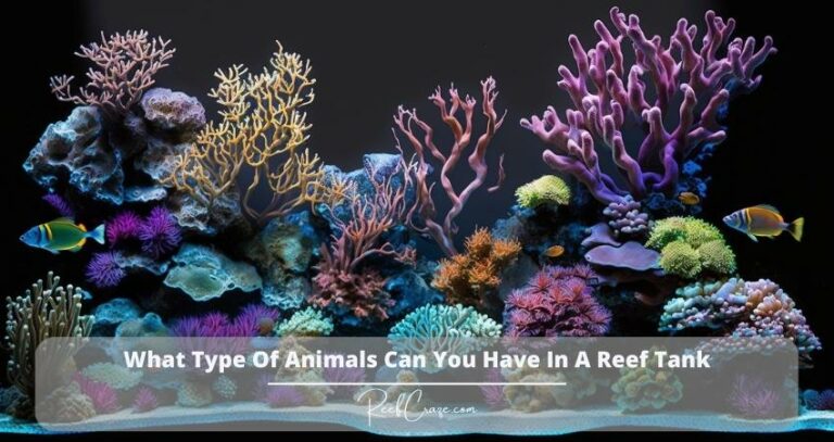 What Type Of Animals Can You Have In A Reef Tank?