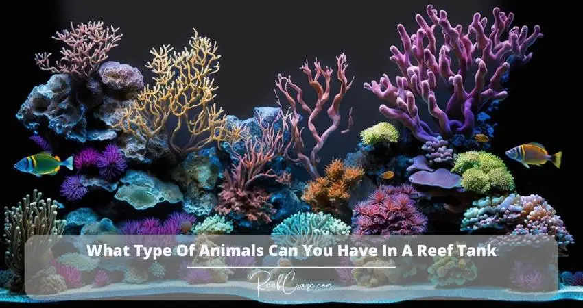 What Type Of Animals Can You Have In A Reef Tank