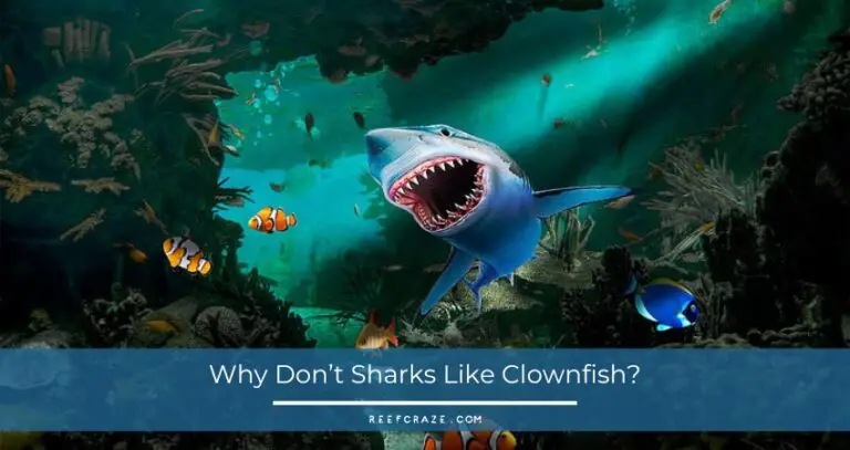 Why Don’t Sharks Like Clownfish?
