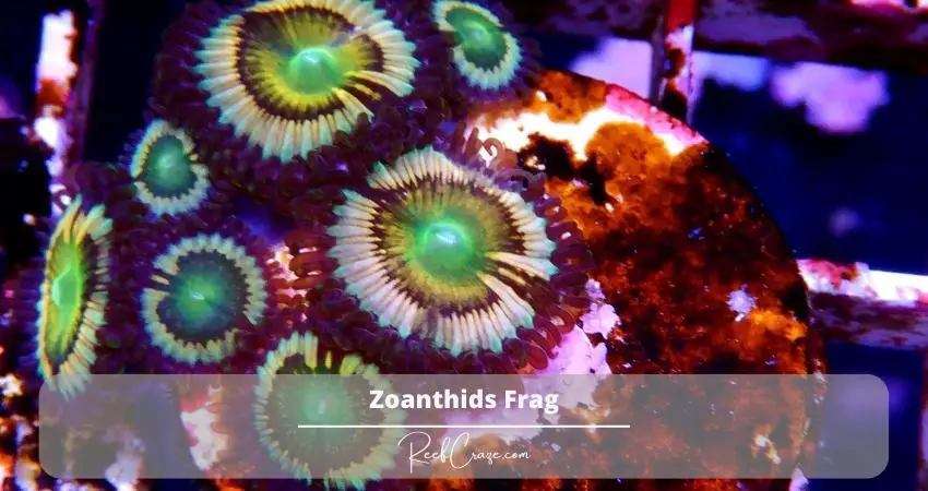 Zoanthids Frag