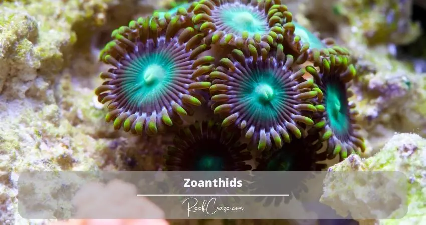 Zoanthids