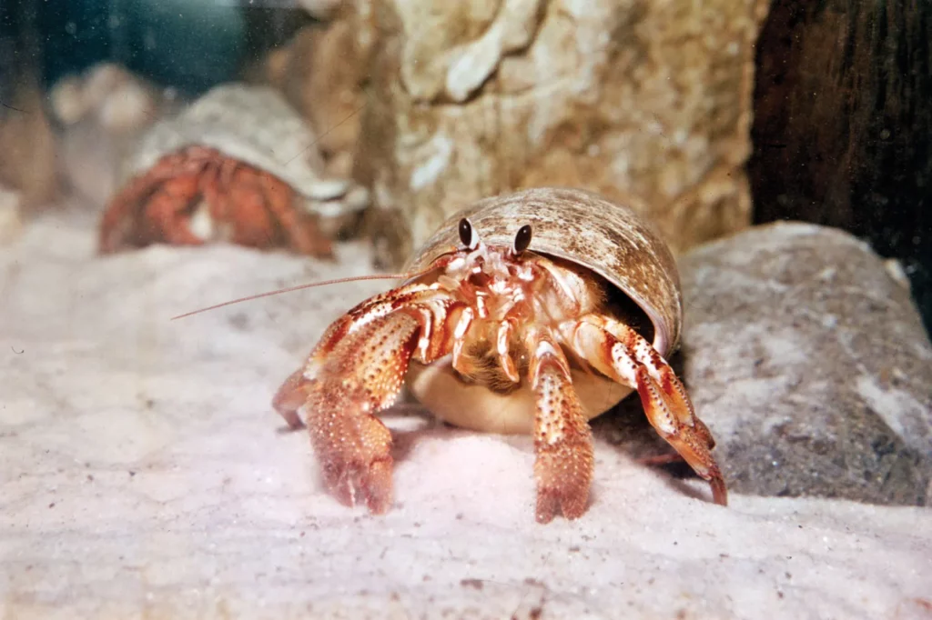 Hermit-crab