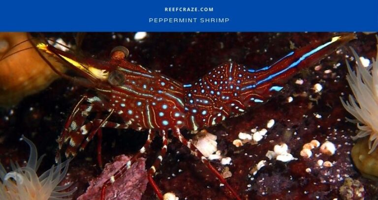21 Best Clownfish Tank Mates: [16 Fish And 5 Other Species]