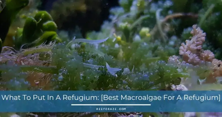 What To Put In A Refugium: [Best Macroalgae For A Refugium]