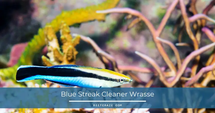 Blue Streak Cleaner Wrasse