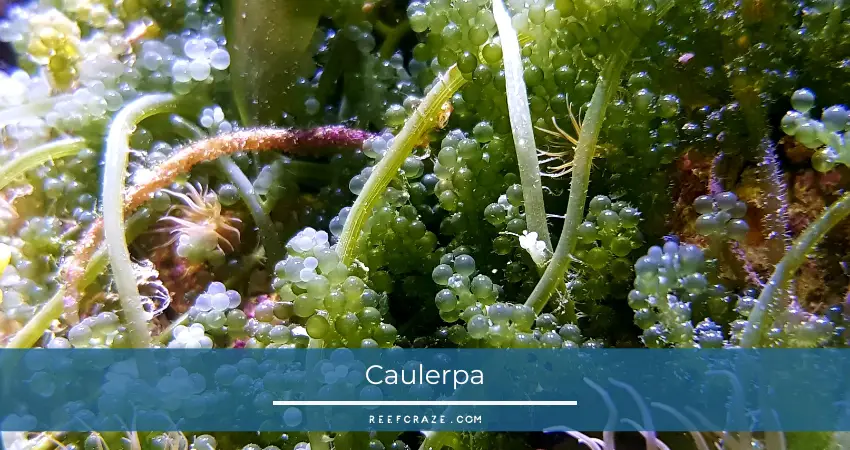 Caulerpa