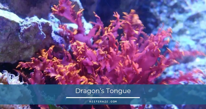Dragon’s Tongue
