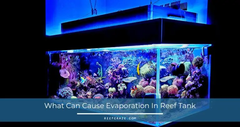 What Can Cause Evaporation In Reef Tank? How To Prevent?