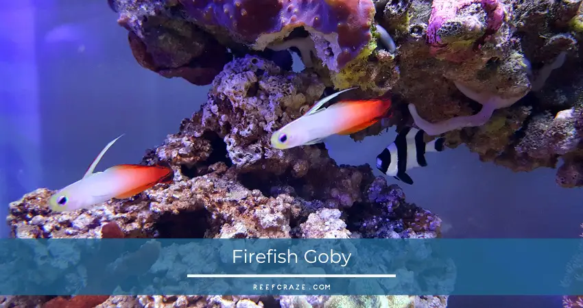 Firefish Goby