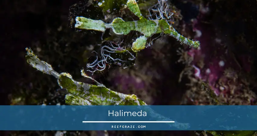 Halimeda 