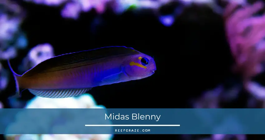 Midas Blenny