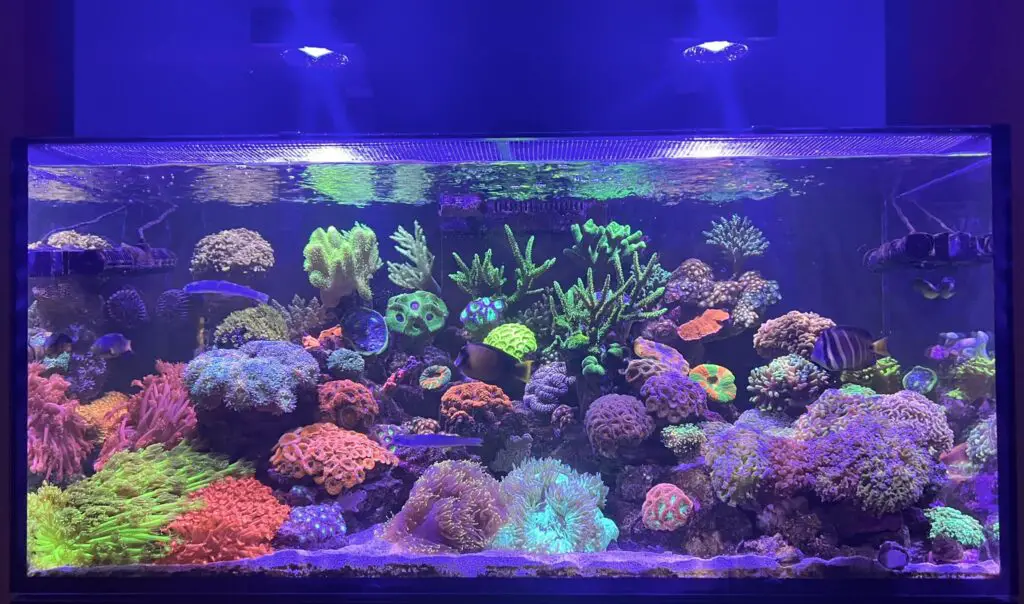 Reef Tank