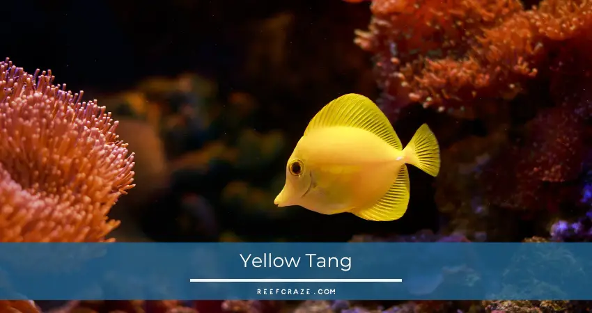 Yellow Tang