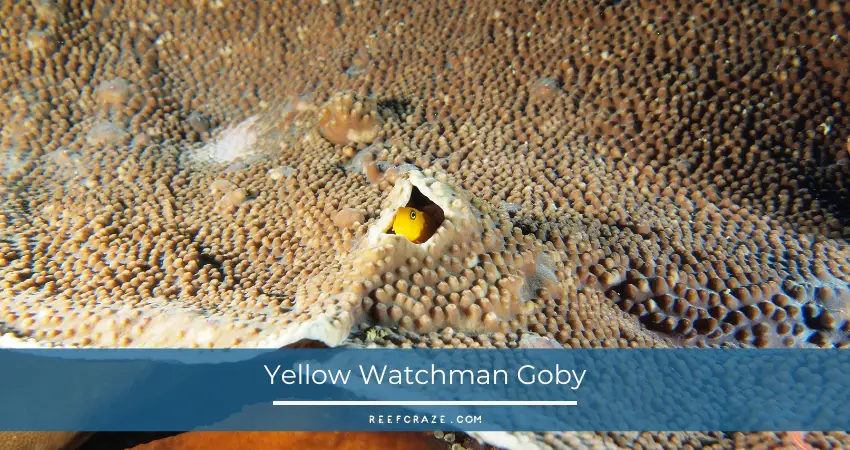 Yellow Watchman Goby