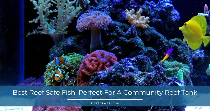 reef safe fish in a community tank with corals