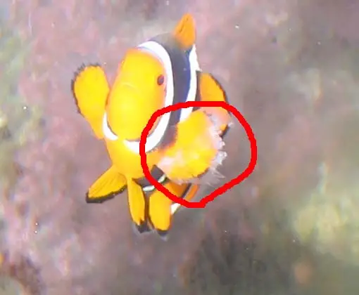 Clownfish Fin Rot