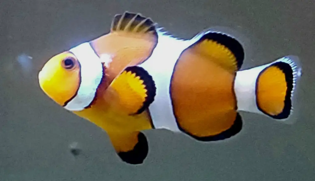 White Spots in Clownfish