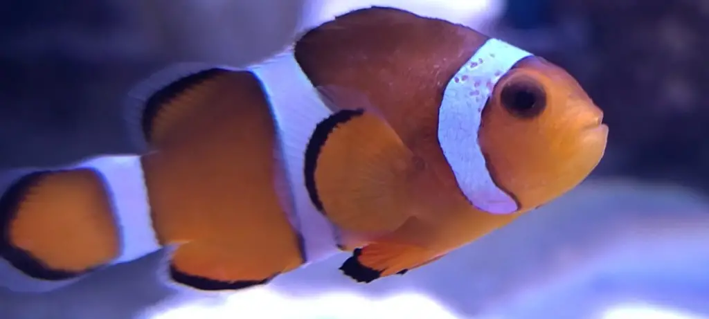 Clownfish hole-in-the-head disease