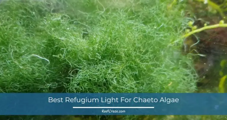Best Refugium Light For Chaeto Algae