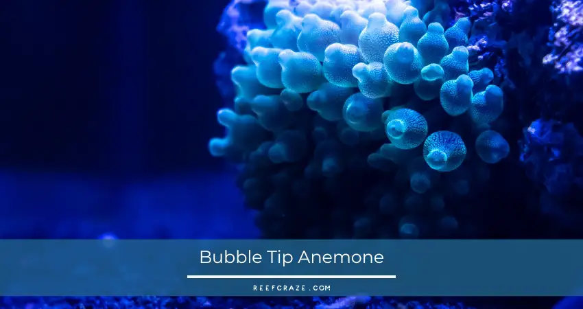 Bubble Tip Anemone Dying: What To Do? 1