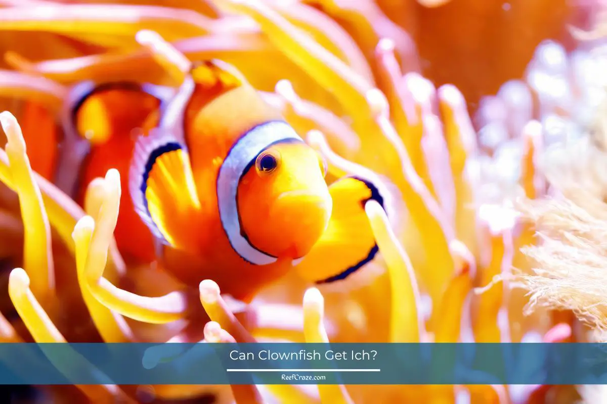 Can Clownfish Get Ich