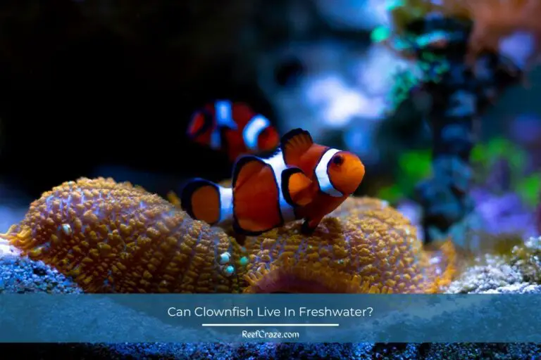 Can Clownfish Live In Freshwater?