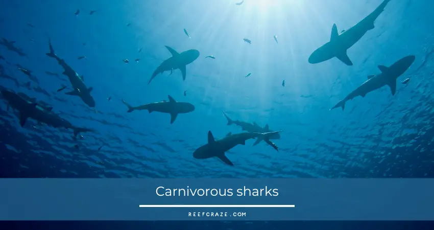 Carnivorous sharks