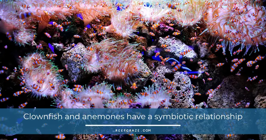 Clownfish and anemones have a symbiotic relationship