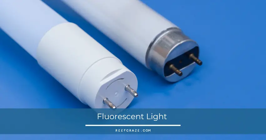 Fluorescent Light 