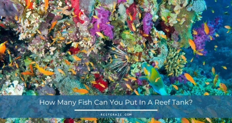 How Many Fish Can You Put In A Reef Tank?