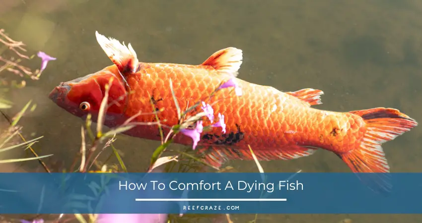 How To Comfort A Dying Fish